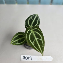 Load image into Gallery viewer, #RD19 Anthurium Crystallinum x