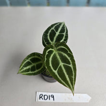 Load image into Gallery viewer, #RD19 Anthurium Crystallinum x