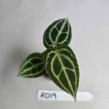 Load image into Gallery viewer, #RD19 Anthurium Crystallinum x