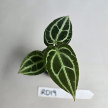 Load image into Gallery viewer, #RD19 Anthurium Crystallinum x