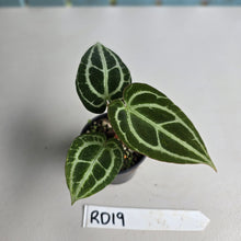 Load image into Gallery viewer, #RD19 Anthurium Crystallinum x
