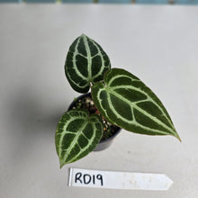 Load image into Gallery viewer, #RD19 Anthurium Crystallinum x
