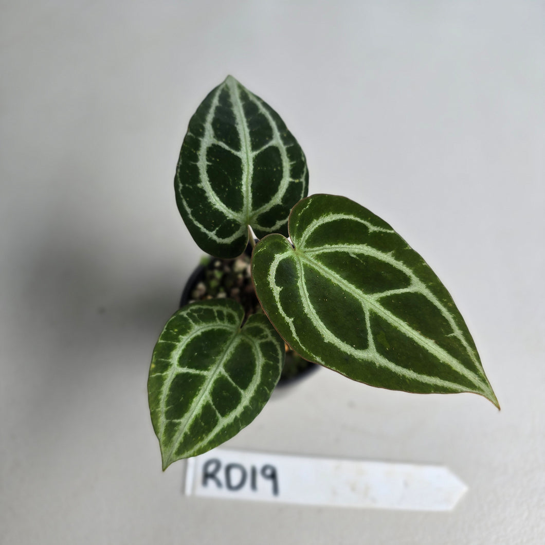 #RD19 Anthurium Crystallinum x