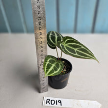 Load image into Gallery viewer, #RD19 Anthurium Crystallinum x