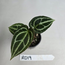 Load image into Gallery viewer, #RD19 Anthurium Crystallinum x
