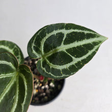 Load image into Gallery viewer, #RD19 Anthurium Crystallinum x