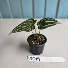 Load image into Gallery viewer, #RD19 Anthurium Crystallinum x