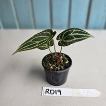Load image into Gallery viewer, #RD19 Anthurium Crystallinum x