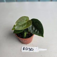 Load image into Gallery viewer, #RD30 Two x Anthurium Forgetii x Luxurians