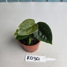 Load image into Gallery viewer, #RD30 Two x Anthurium Forgetii x Luxurians
