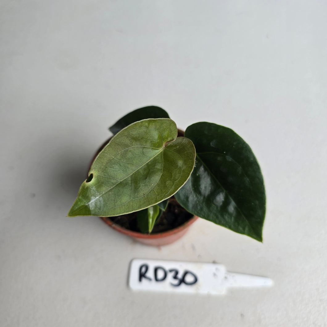 #RD30 Two x Anthurium Forgetii x Luxurians