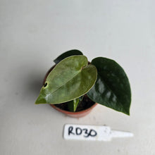 Load image into Gallery viewer, #RD30 Two x Anthurium Forgetii x Luxurians