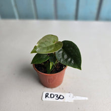 Load image into Gallery viewer, #RD30 Two x Anthurium Forgetii x Luxurians