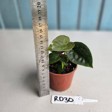 Load image into Gallery viewer, #RD30 Two x Anthurium Forgetii x Luxurians
