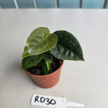 Load image into Gallery viewer, #RD30 Two x Anthurium Forgetii x Luxurians