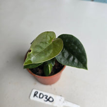 Load image into Gallery viewer, #RD30 Two x Anthurium Forgetii x Luxurians