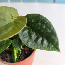 Load image into Gallery viewer, #RD30 Two x Anthurium Forgetii x Luxurians