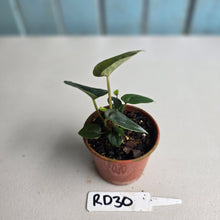 Load image into Gallery viewer, #RD30 Two x Anthurium Forgetii x Luxurians