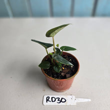 Load image into Gallery viewer, #RD30 Two x Anthurium Forgetii x Luxurians