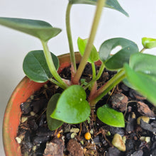 Load image into Gallery viewer, #RD30 Two x Anthurium Forgetii x Luxurians