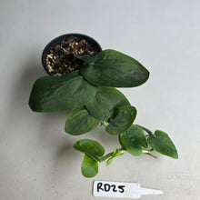 Load image into Gallery viewer, #RD25 Rhaphidophora Korthalsii