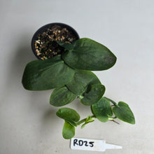 Load image into Gallery viewer, #RD25 Rhaphidophora Korthalsii