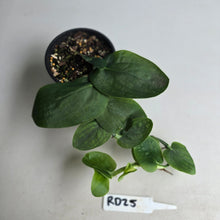 Load image into Gallery viewer, #RD25 Rhaphidophora Korthalsii