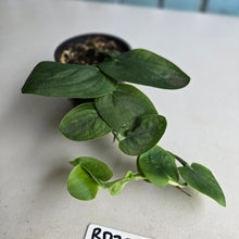 Load image into Gallery viewer, #RD25 Rhaphidophora Korthalsii