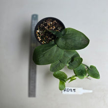 Load image into Gallery viewer, #RD25 Rhaphidophora Korthalsii