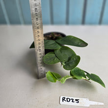 Load image into Gallery viewer, #RD25 Rhaphidophora Korthalsii