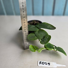 Load image into Gallery viewer, #RD25 Rhaphidophora Korthalsii