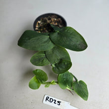 Load image into Gallery viewer, #RD25 Rhaphidophora Korthalsii