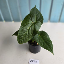 Load image into Gallery viewer, #R33 Anthurium NOID