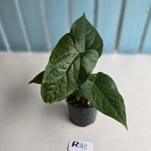 Load image into Gallery viewer, #R33 Anthurium NOID