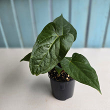 Load image into Gallery viewer, #R33 Anthurium NOID