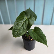 Load image into Gallery viewer, #R33 Anthurium NOID