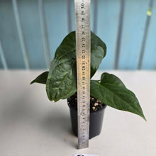 Load image into Gallery viewer, #R33 Anthurium NOID