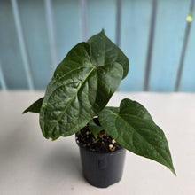 Load image into Gallery viewer, #R33 Anthurium NOID