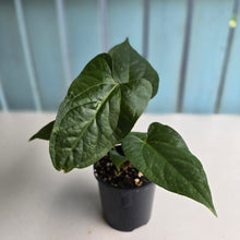 Load image into Gallery viewer, #R33 Anthurium NOID