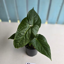 Load image into Gallery viewer, #R33 Anthurium NOID