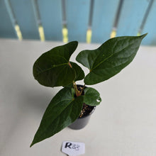 Load image into Gallery viewer, #R33 Anthurium NOID