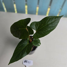 Load image into Gallery viewer, #R33 Anthurium NOID