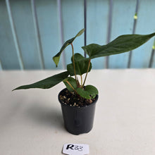 Load image into Gallery viewer, #R33 Anthurium NOID