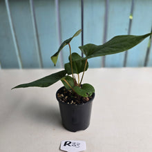 Load image into Gallery viewer, #R33 Anthurium NOID
