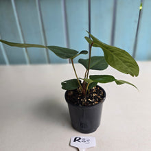 Load image into Gallery viewer, #R33 Anthurium NOID