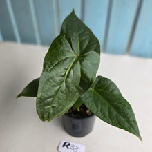 Load image into Gallery viewer, #R33 Anthurium NOID