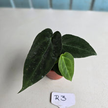 Load image into Gallery viewer, #R3 Two x Dark, Long Anthurium NOID