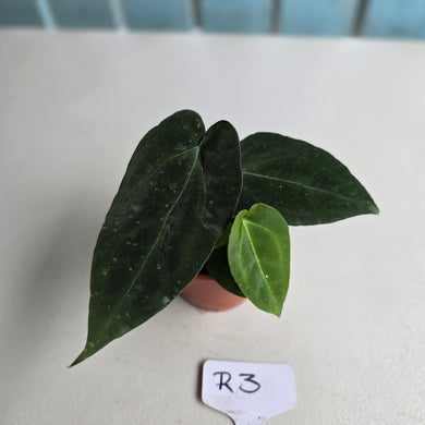 #R3 Two x Dark, Long Anthurium NOID