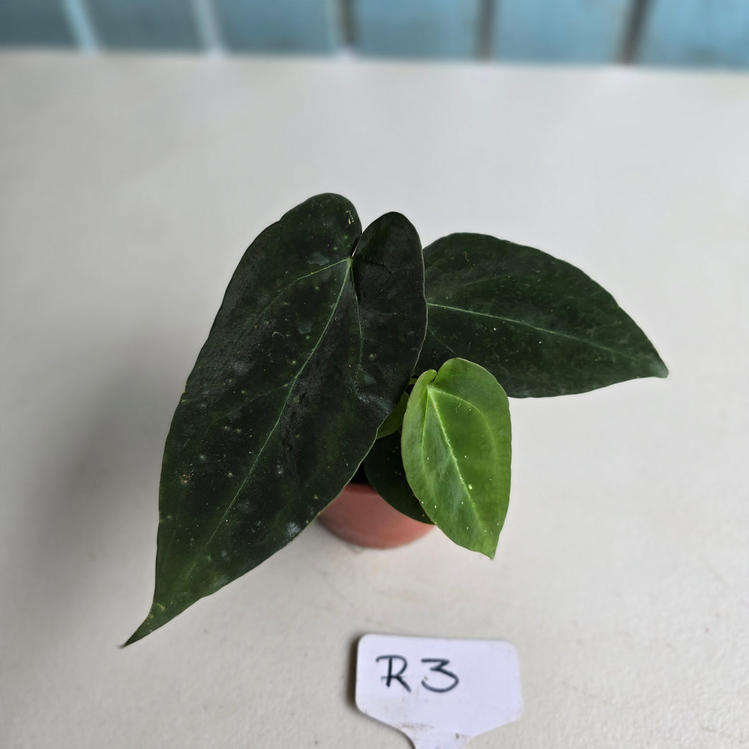#R3 Two x Dark, Long Anthurium NOID