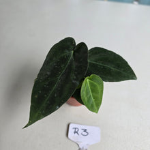 Load image into Gallery viewer, #R3 Two x Dark, Long Anthurium NOID